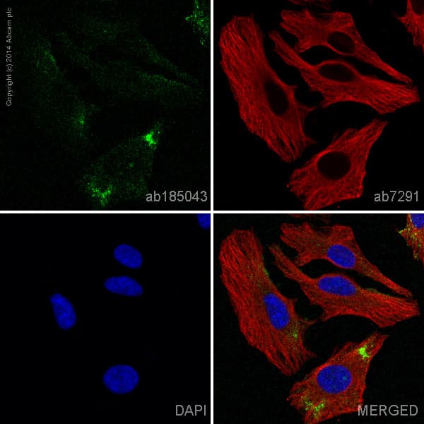 Alexa Fluor 488 Caveolin 1 Antibody E249 Caveolae Marker Ab185043  Immunocytochemistry Immunofluorescence Img65977