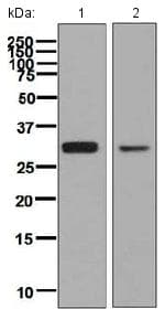 Anti-SF2 antibody [EPR8240](AB133689)