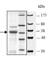 Recombinant human KMT1A / SUV39H1 protein(AB80289)