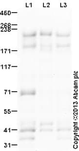 Plexin A4 Antibody Ab39350  Western Blot Img130523