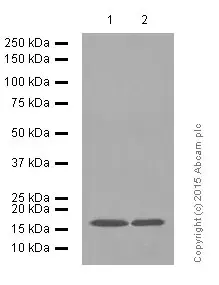 Anti-Glutathione Peroxidase 4 antibody [EPNCIR144](AB125066)