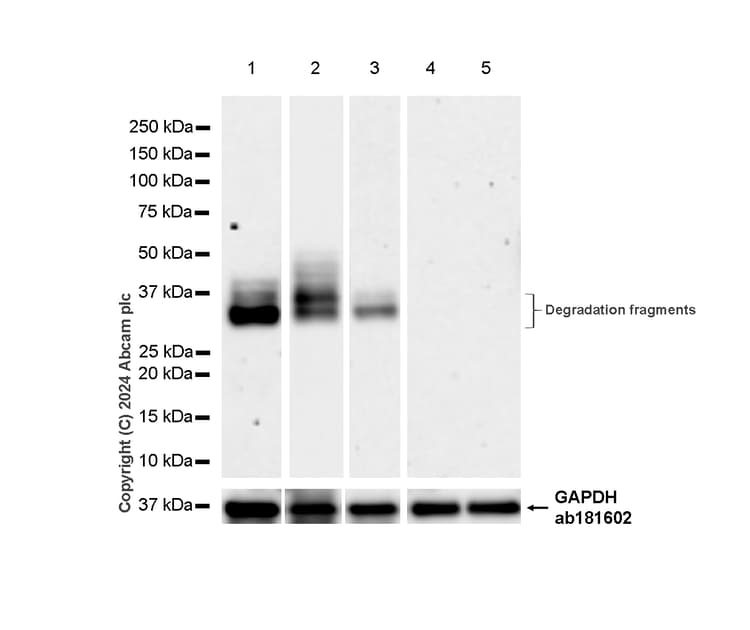 Anti-FOXA1 antibody [RM1119](AB317046)