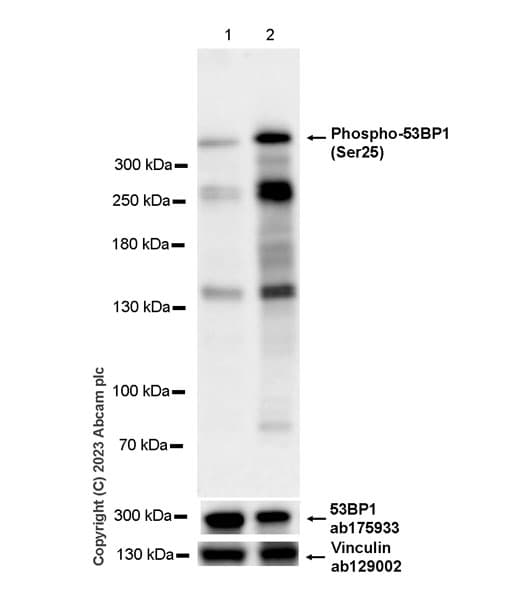 Anti-53BP1 antibody [EPR2172(2)](AB175933)