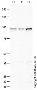 Anti-Transferrin Receptor antibody(ab84036)