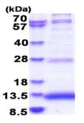 Recombinant Human JTB protein(AB183230)