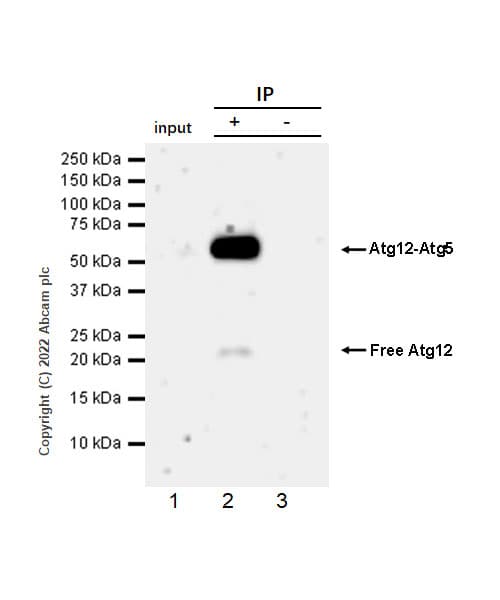 Anti-ATG12 antibody [EPR27485-89] - BSA and Azide free(AB303489)