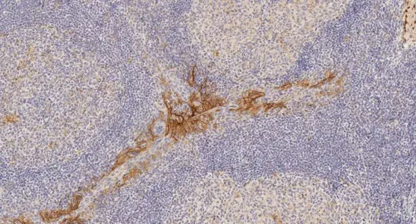 Anti-PD-L1 antibody [28-8](AB205921)