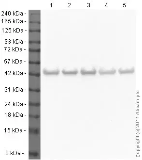 Anti-beta Actin antibody [mAbcam 8226] - Loading Control(AB8226)