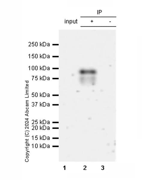 Anti-TBR2 / Eomes antibody [RM2055](AB319166)