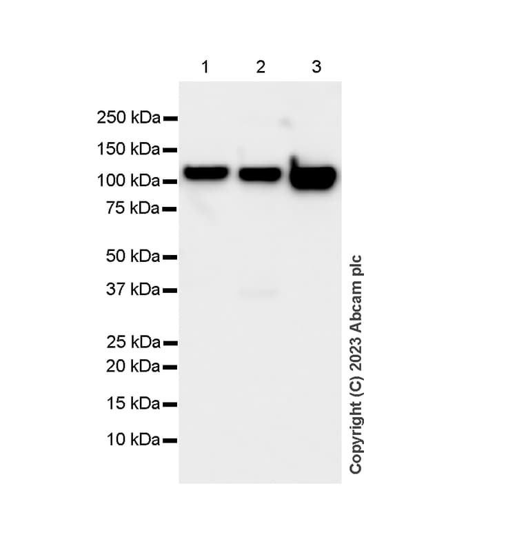 Hnrnp U P120 Antibody Epr122782b Bsa And Azide Free Ab250283  Western Blot Img431602