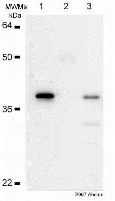 Anti-IKB alpha antibody [E130] - BSA and Azide free(AB215972)