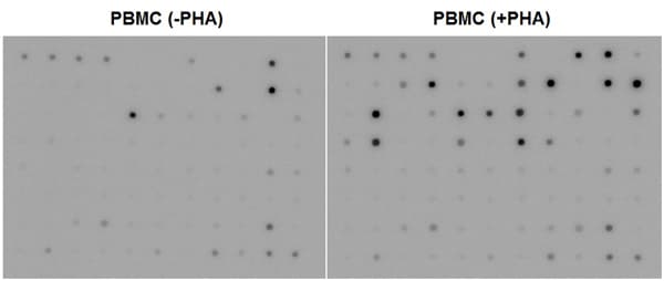 Cytokine Array - Human Cytokine Antibody Array (Membrane, 80 Targets)(AB133998)