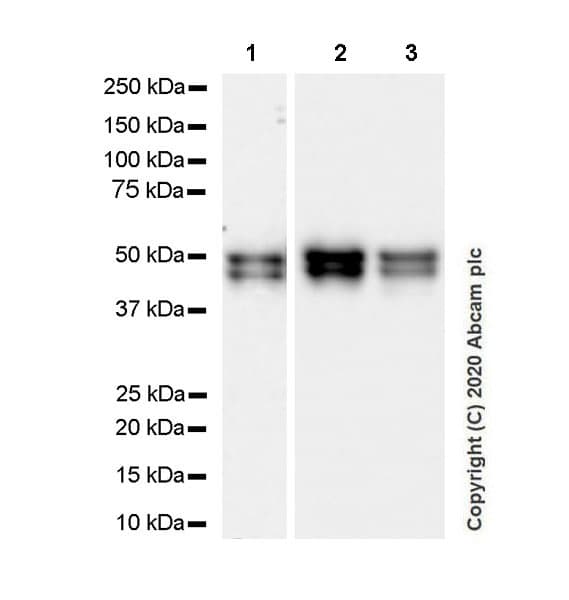 Anti-NeuN antibody [EPR12763] - Mouse IgG1 (Chimeric)(AB279295)
