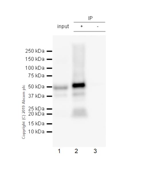 Anti-Tau (phospho S396) antibody [E178](ab32057)