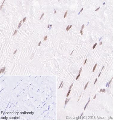 Anti-MEF2C antibody [EPR19089-202] - BSA and Azide free(AB231859)