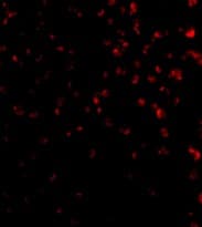 Anti-TIM 4 antibody(AB47637)