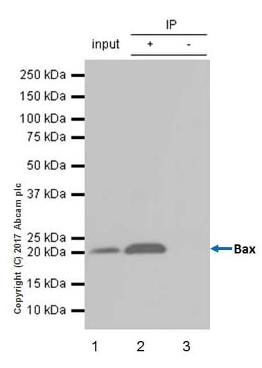 Anti-Bax antibody [E63](AB32503)