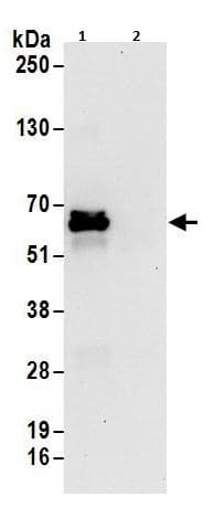 Anti-hnRNP L antibody(AB264340)