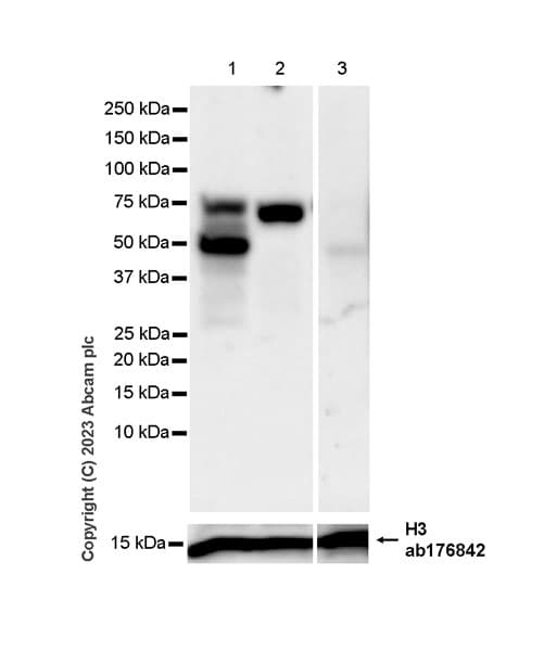 Anti-Histone H3 antibody [EPR16987] - Nuclear Marker and ChIP Grade(AB176842)