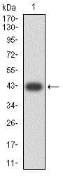 Anti-TLL1 antibody [4H8C1](AB233827)