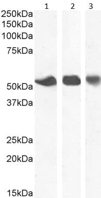 Anti-ENT1 antibody - N-terminal(AB190877)