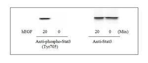 STAT3 (pY705) ELISA Kit(AB126458)