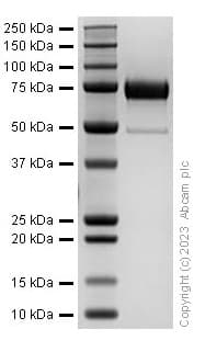 Recombinant Mouse Klotho protein(AB310803)