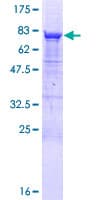 Recombinant Human GRWD1 protein(AB164438)