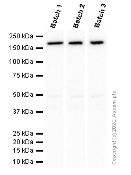 Anti-MSH6 antibody [EPR3945](AB92471)