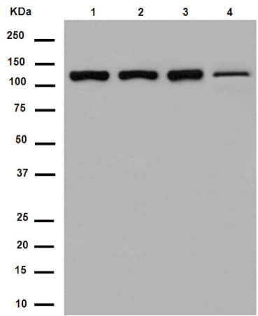 Eftud2 Antibody Epr16055b Ab188327  Western Blot Img103252