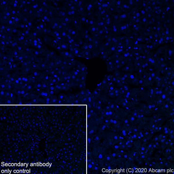 Anti-Pit1 antibody [EPR23555-203](AB273048)