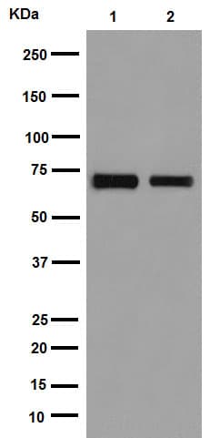 Hsp70 Antibody Epr16893 Ab194360  Western Blot Img150929