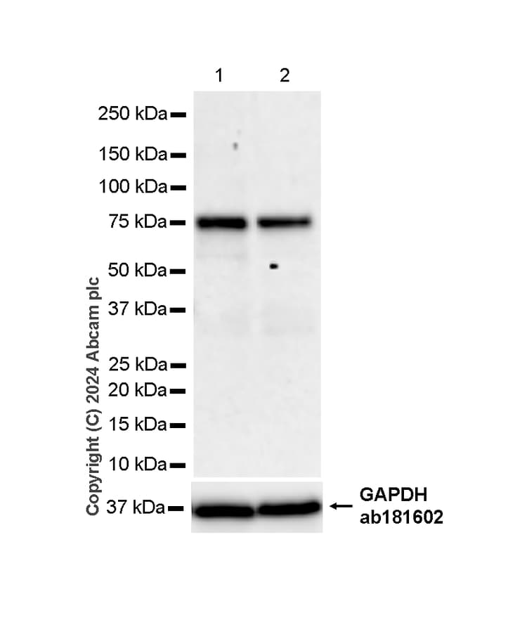 Hnf1 Alpha Antibody Rm1094 Bsa And Azide Free Ab316871  Western Blot Img428233