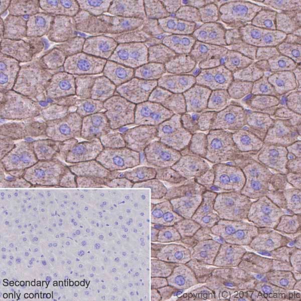 Anti-Cytokeratin 8 antibody [EP1628Y] - Cytoskeleton Marker(AB53280)