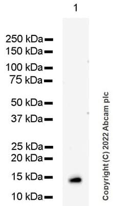 Cystatin C Antibody Epr4413 Ab109508  Western Blot Img400225