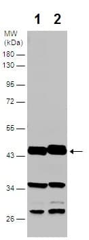 Anti-CNPase antibody(AB227218)