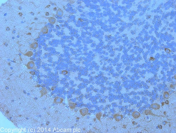 Anti-PSD95 antibody - Synaptic Marker(AB18258)