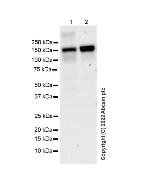 Anti-TYK2 antibody [EPR24628-106](AB303500)
