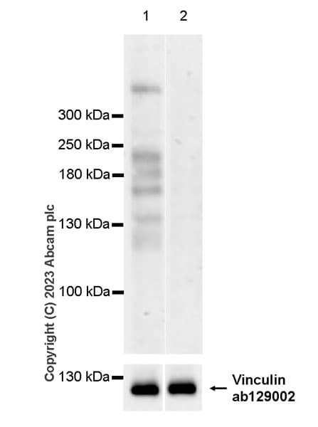 Ranbp2 Antibody Epr28204 62 Bsa And Azide Free Ab314326  Western Blot Img421489