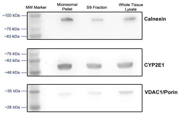 Microsome isolation kit(AB206995)