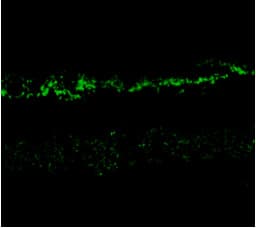 Anti-NMDAR2A antibody(AB169873)