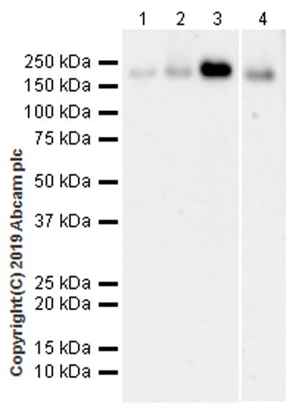 Anti-LRP5 antibody [EPR22477-218](AB223203)