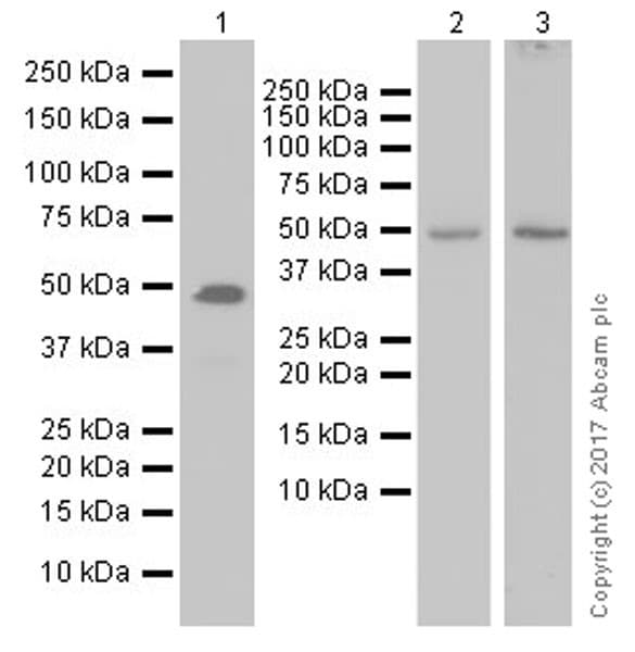 Anti-IRF8 antibody [EPR20441] - BSA and Azide free(AB251475)