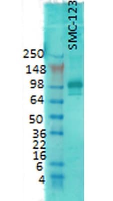 Anti-PSD95 antibody [7E3-1B8] - Synaptic Marker(AB13552)