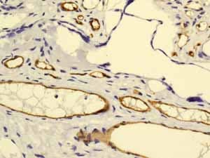 Anti-Claudin 5 antibody [EPR7583](AB131259)