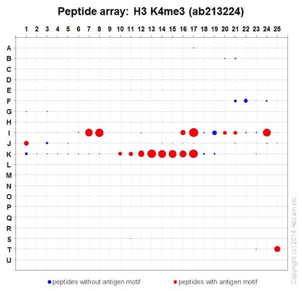 Anti-Histone H3 (tri methyl K4) antibody [EPR20551-225] - ChIP Grade(AB213224)