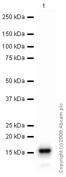 Ab48712  Western Blot Img151155