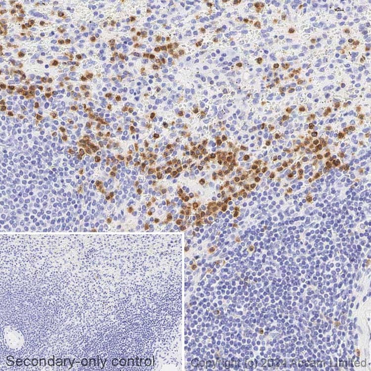 Avidin/Biotin Blocking Kit(ab64212)