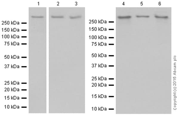 Anti-M6PR (cation independent) antibody [EPR6599](AB124767)
