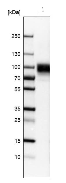 Sv2a Antibody Ab224073  Western Blot Img94539